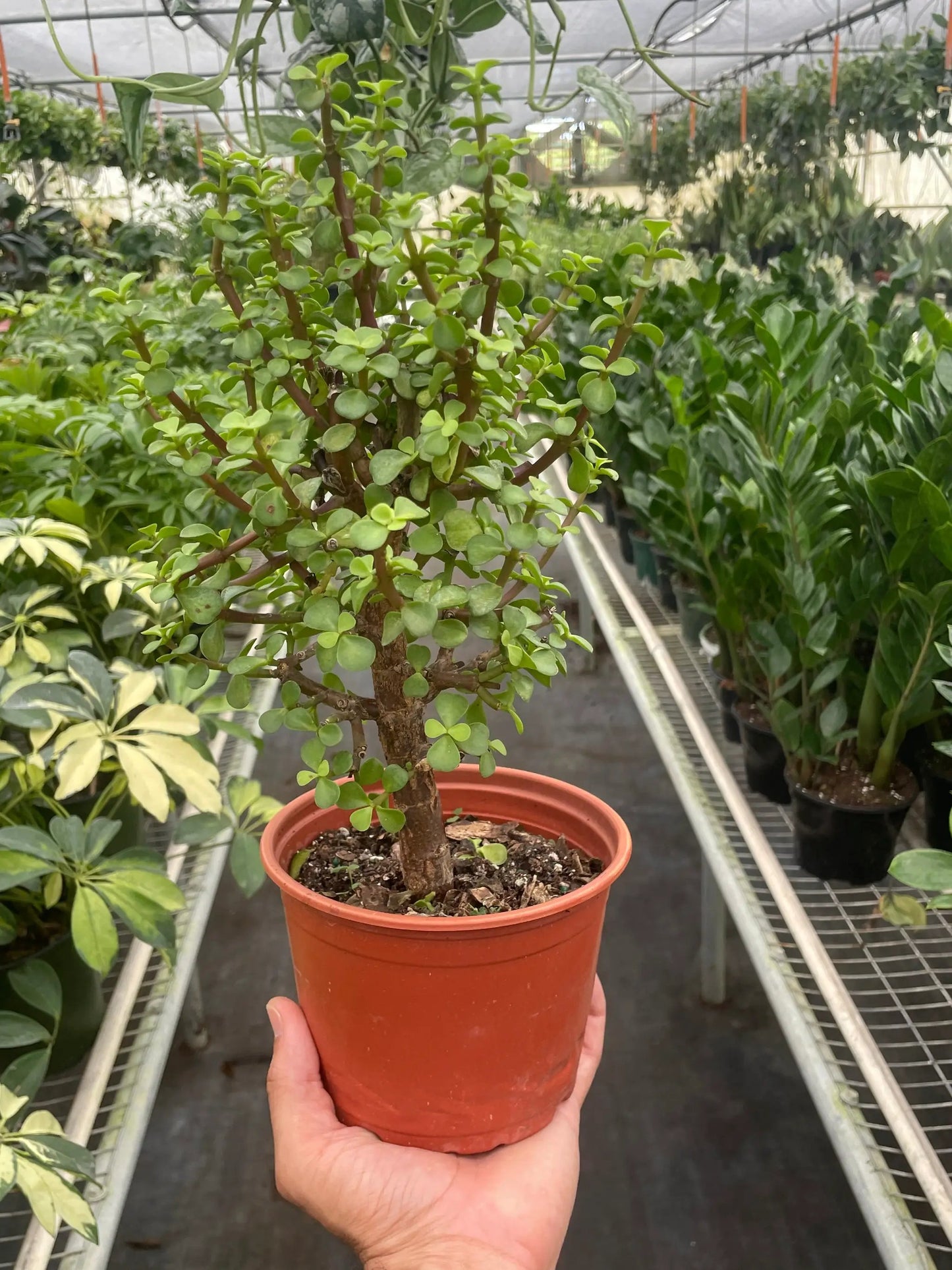 Bonsai Jade Dwarf Green Indoor Plant for Home