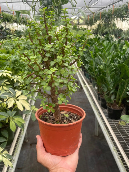 Bonsai Jade Dwarf Green Indoor Plant for Home