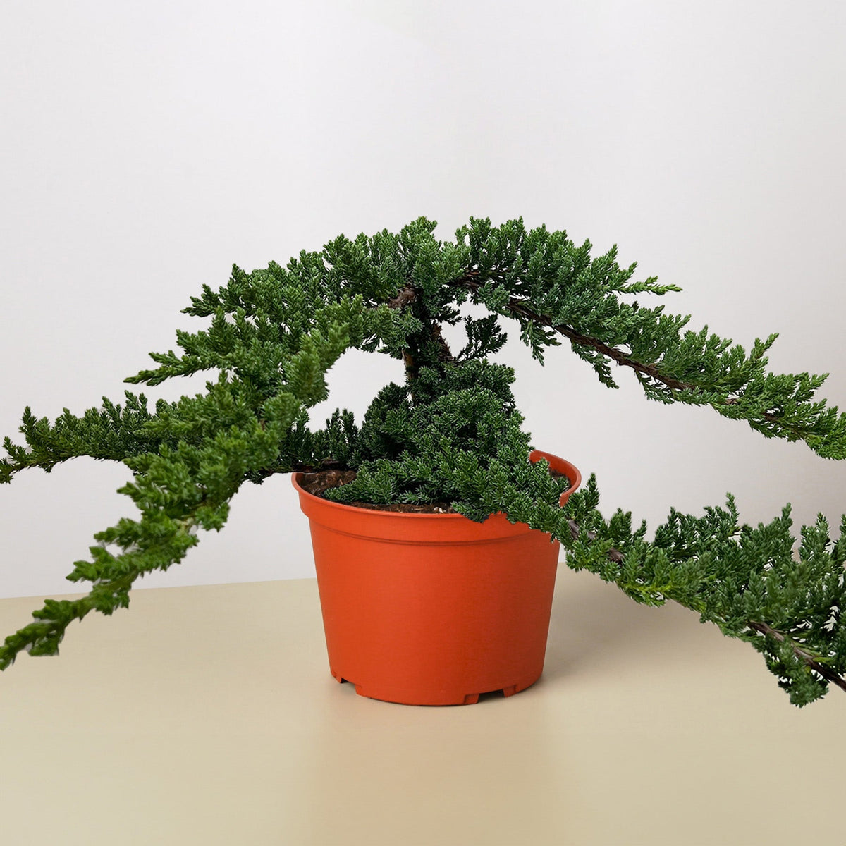 Bonsai Juniper in orange pot with dense green foliage on Tampa Home & Garden Store