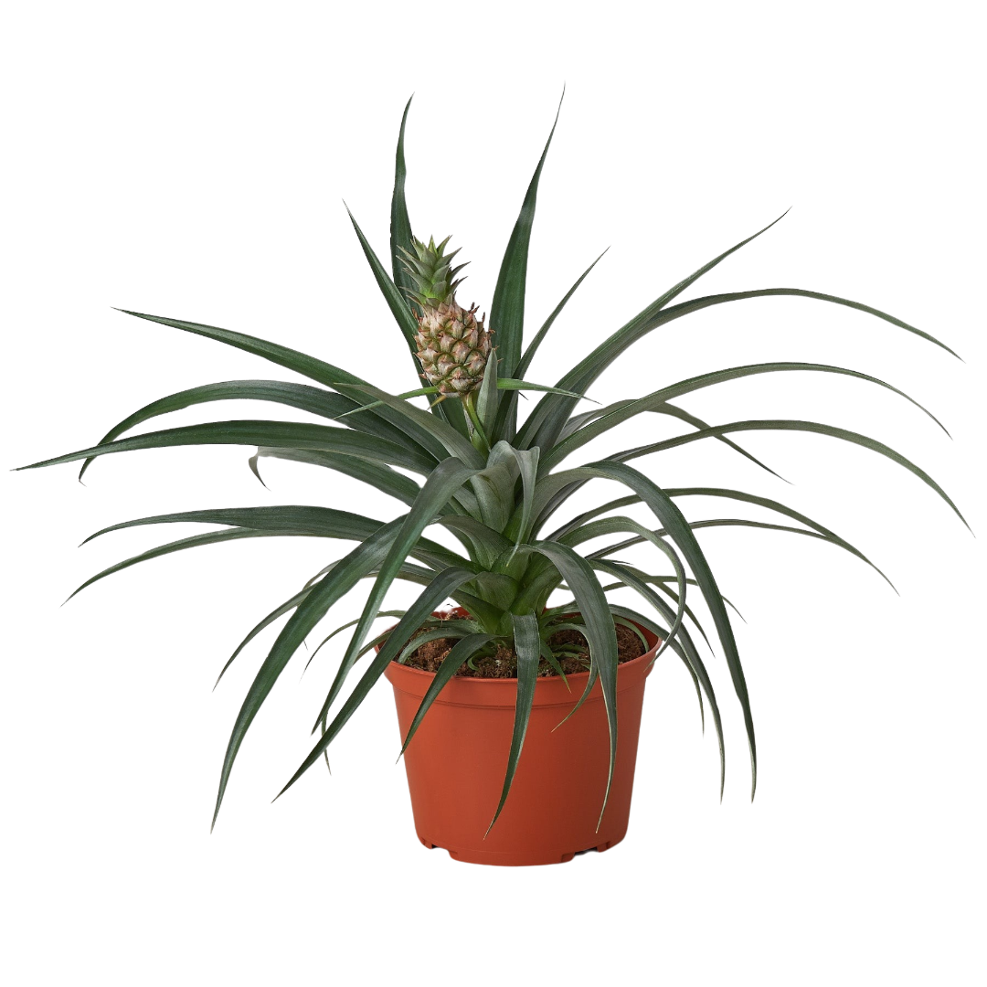 Bromeliad Yellow Pineapple in 6 Inch Pot