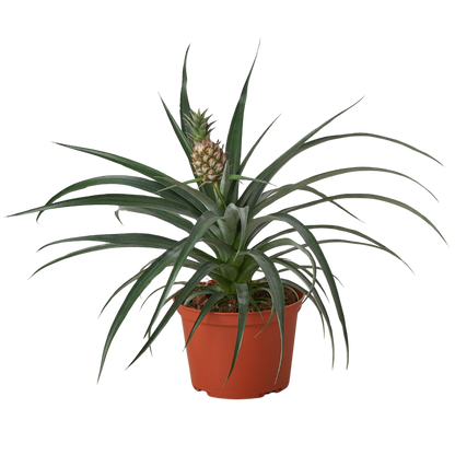 Bromeliad Yellow Pineapple in 6 Inch Pot