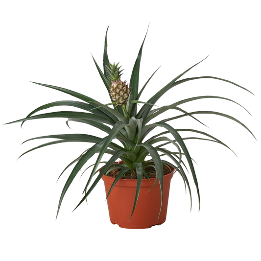 Bromeliad Yellow Pineapple plant in 6-inch pot with dark green leaves House Plant Shop on Tampa Home & Garden Store