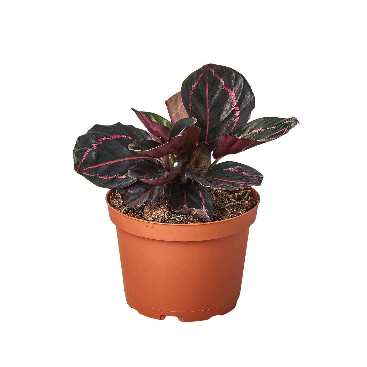 Calathea Dottie indoor plant in a terracotta pot with dark green leaves and pink variegation, 1 plant on Tampa Home & Garden Store