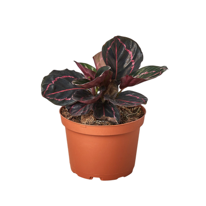 Calathea Dottie indoor plant in a terracotta pot with dark green leaves and pink variegation, 1 plant on Tampa Home & Garden Store