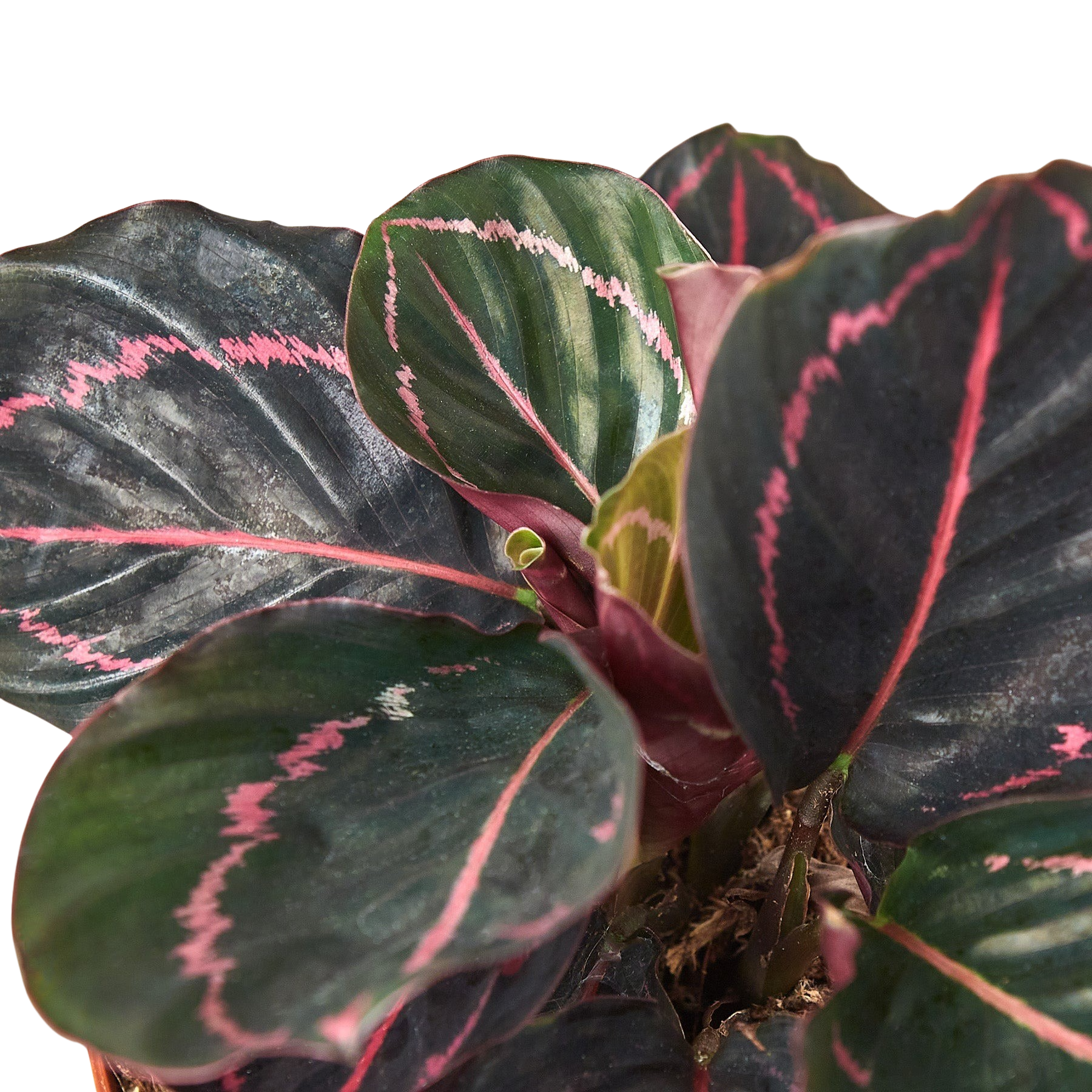 Calathea Dottie indoor potted plant with dark green leaves and pink striped variegation on Tampa Home & Garden Store