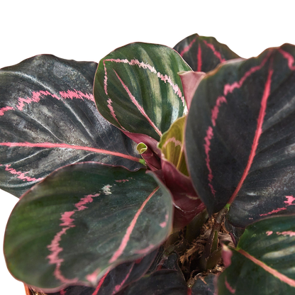 Calathea Dottie indoor potted plant with dark green leaves and pink striped variegation on Tampa Home & Garden Store