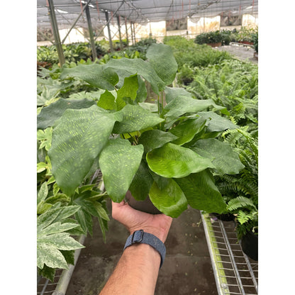 Calathea Musaica 4in plant with variegated green leaves in pot, House Plant Shop on Tampa Home & Garden Store
