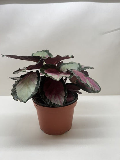 Calathea Roseopicta Silvia Prayer Plant