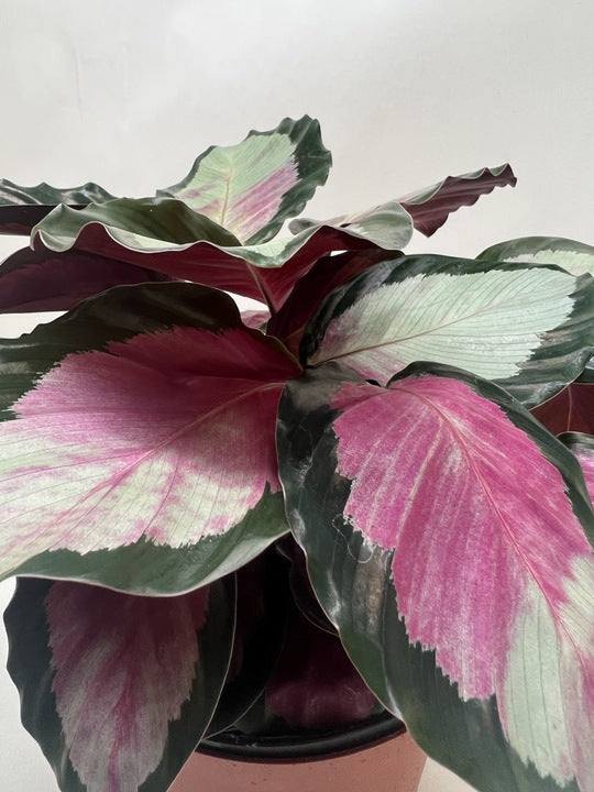 Calathea Roseopicta Silvia Prayer Plant