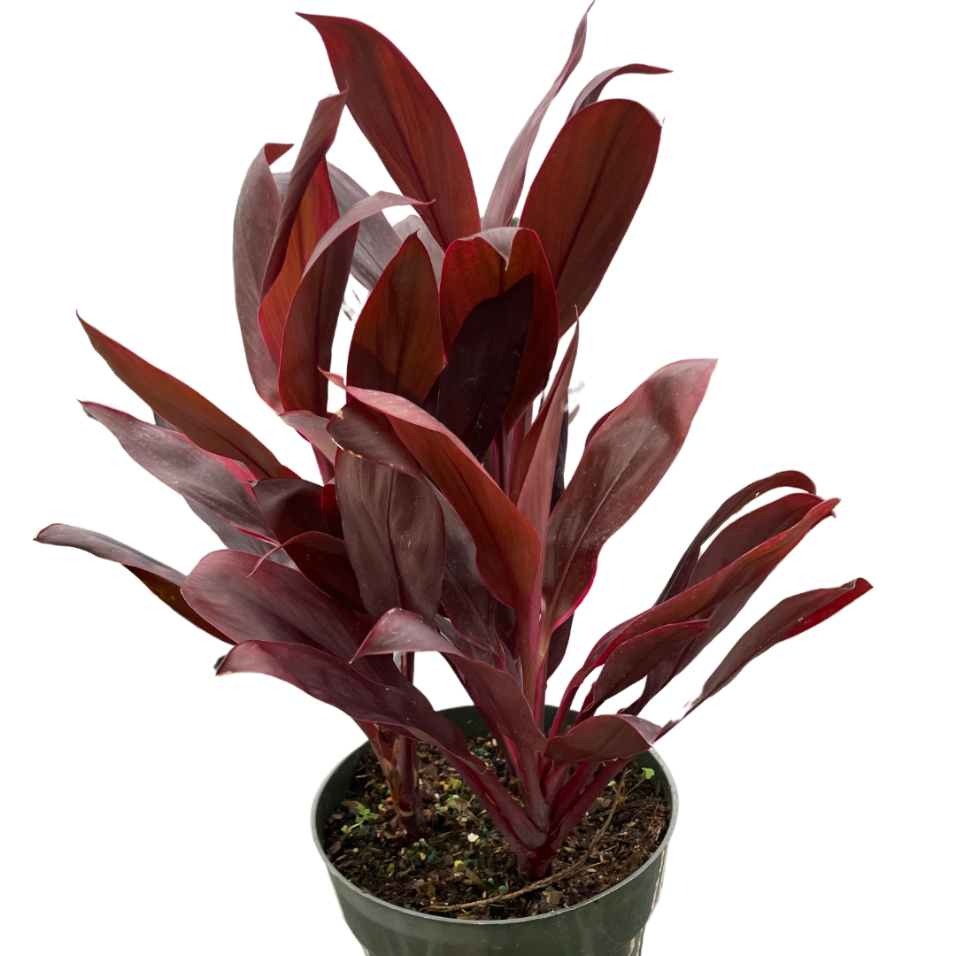 Cordyline Calypso Queen Plant for Indoor Gardens