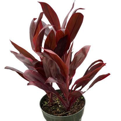 Cordyline Calypso Queen Plant for Indoor Gardens