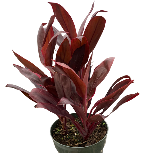 Cordyline Calypso Queen indoor plant with burgundy-red leaves in a small green pot on Tampa Home & Garden Store