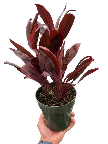 Cordyline Calypso Queen Plant for Indoor Gardens