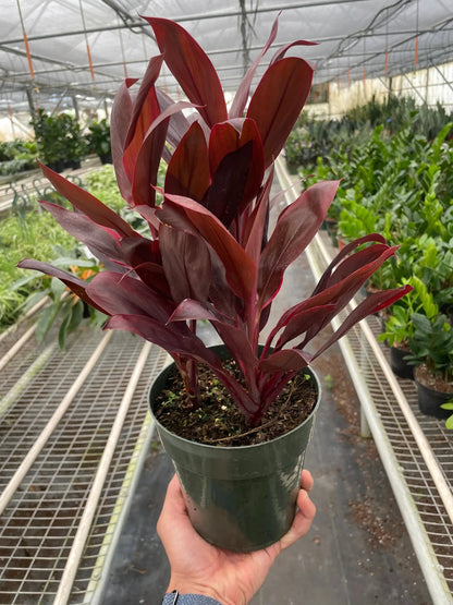 Cordyline Calypso Queen Plant for Indoor Gardens