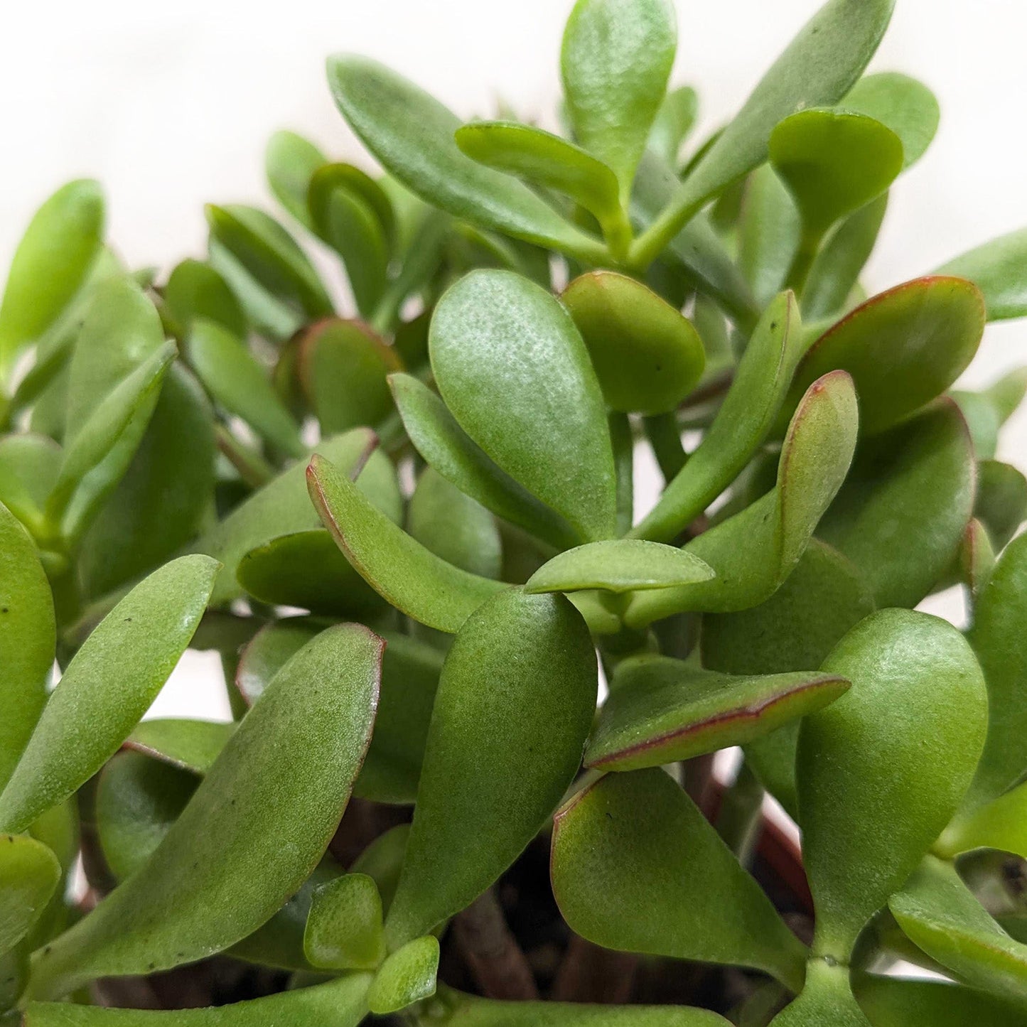 Succulent Crassula Jade; dense green oval leaves with red edges Rooted Treasures Farms on Tampa Home & Garden Store