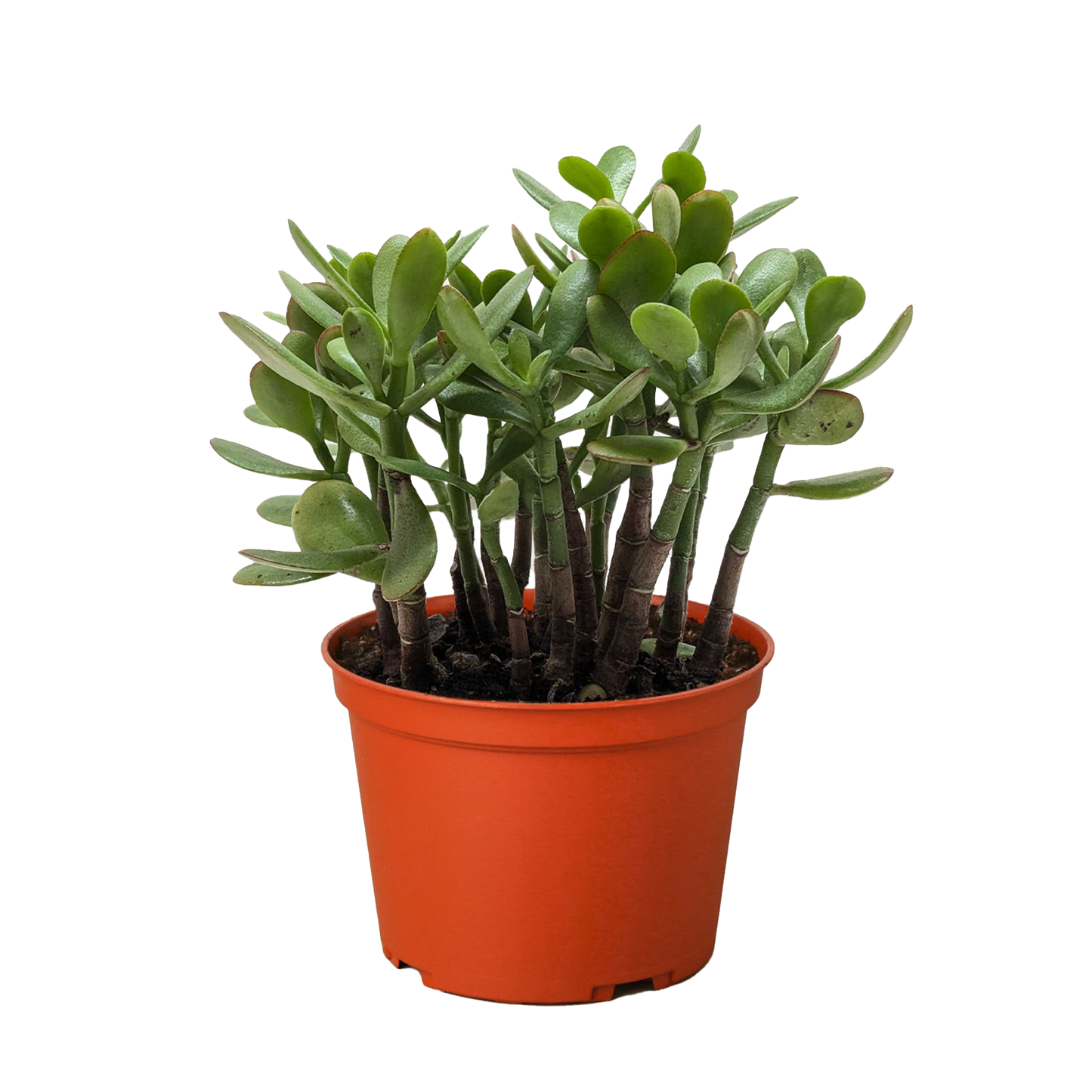 Crassula Jade succulent with thick oval green leaves in multi-stem cluster in orange pot on Tampa Home & Garden Store