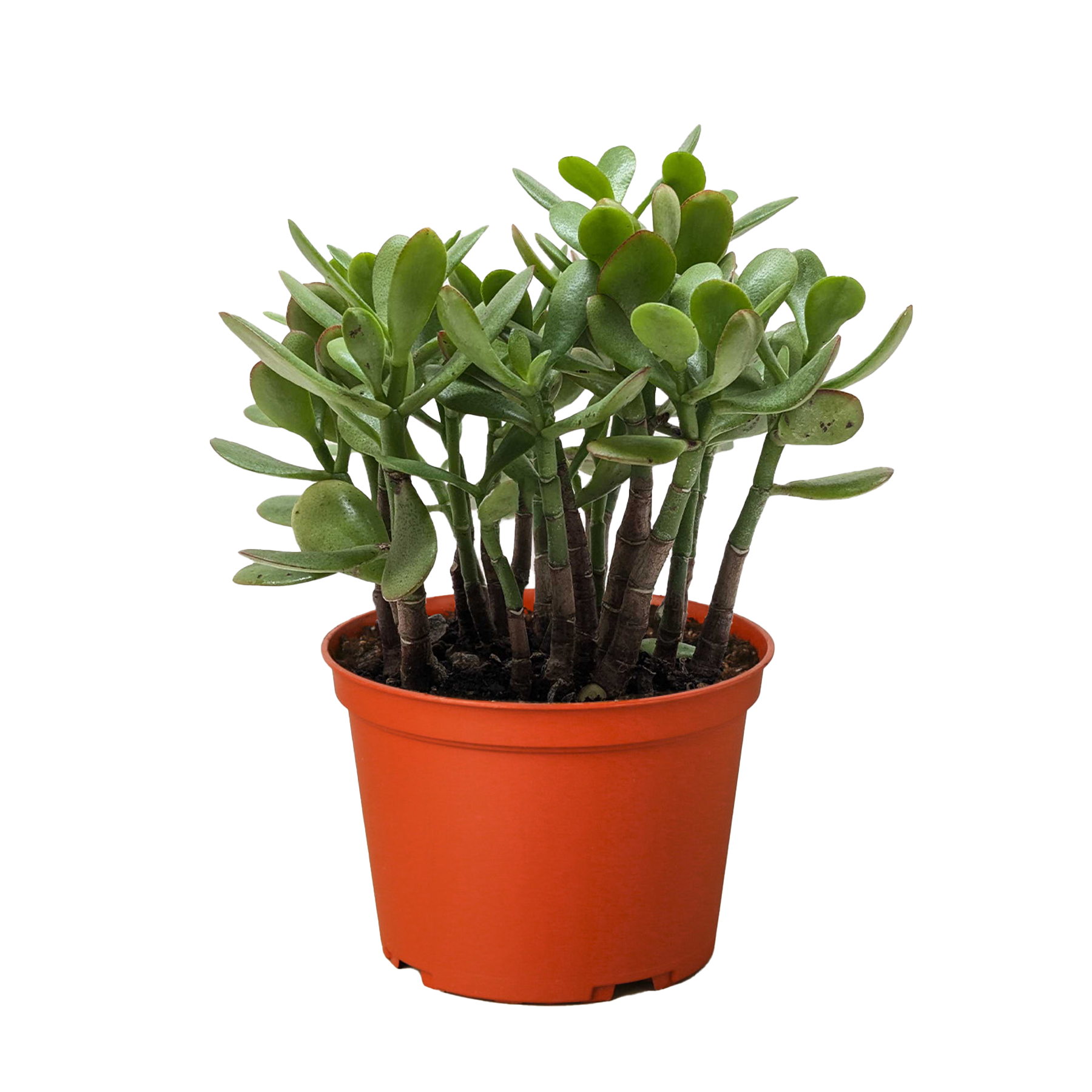 Crassula Jade succulent with thick oval green leaves in multi-stem cluster in orange pot on Tampa Home & Garden Store