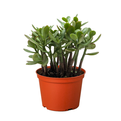 Crassula Jade succulent with thick oval green leaves in multi-stem cluster in orange pot on Tampa Home & Garden Store