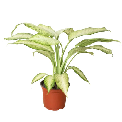 Dieffenbachia Camouflage Variegated House Plant