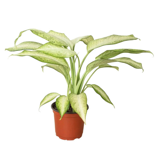 Dieffenbachia Camouflage indoor plant, variegated cream and green leaves in a terracotta pot on Tampa Home & Garden Store