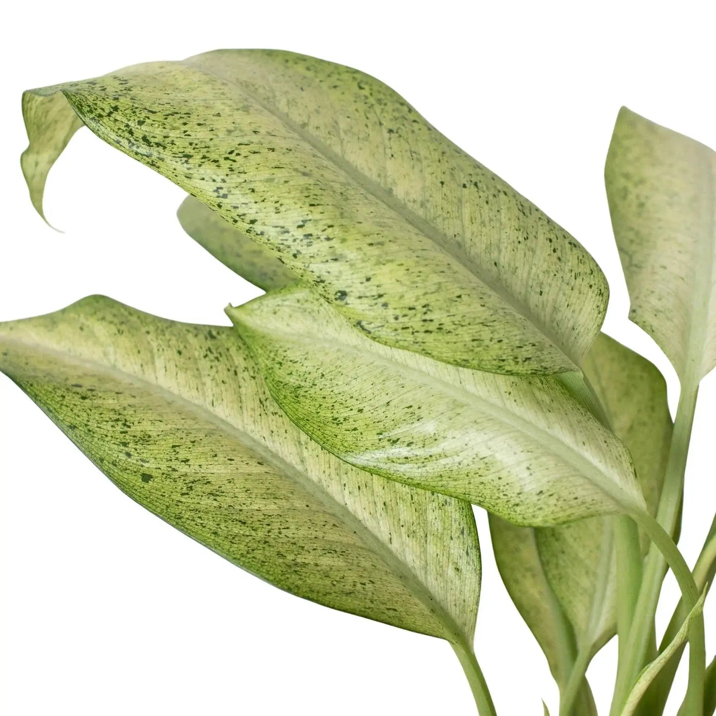 Dieffenbachia Camouflage Variegated House Plant