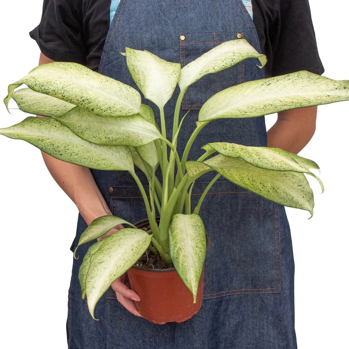 Dieffenbachia Camouflage Variegated House Plant