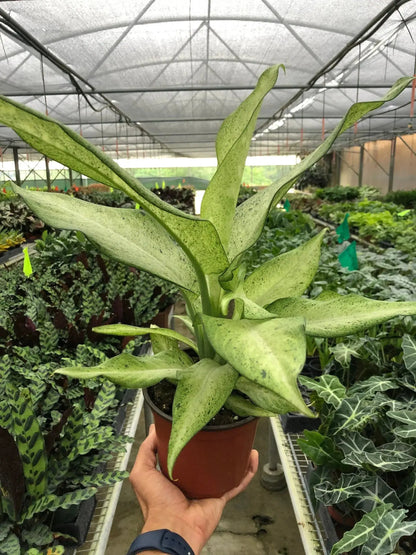 Dieffenbachia Camouflage Variegated House Plant