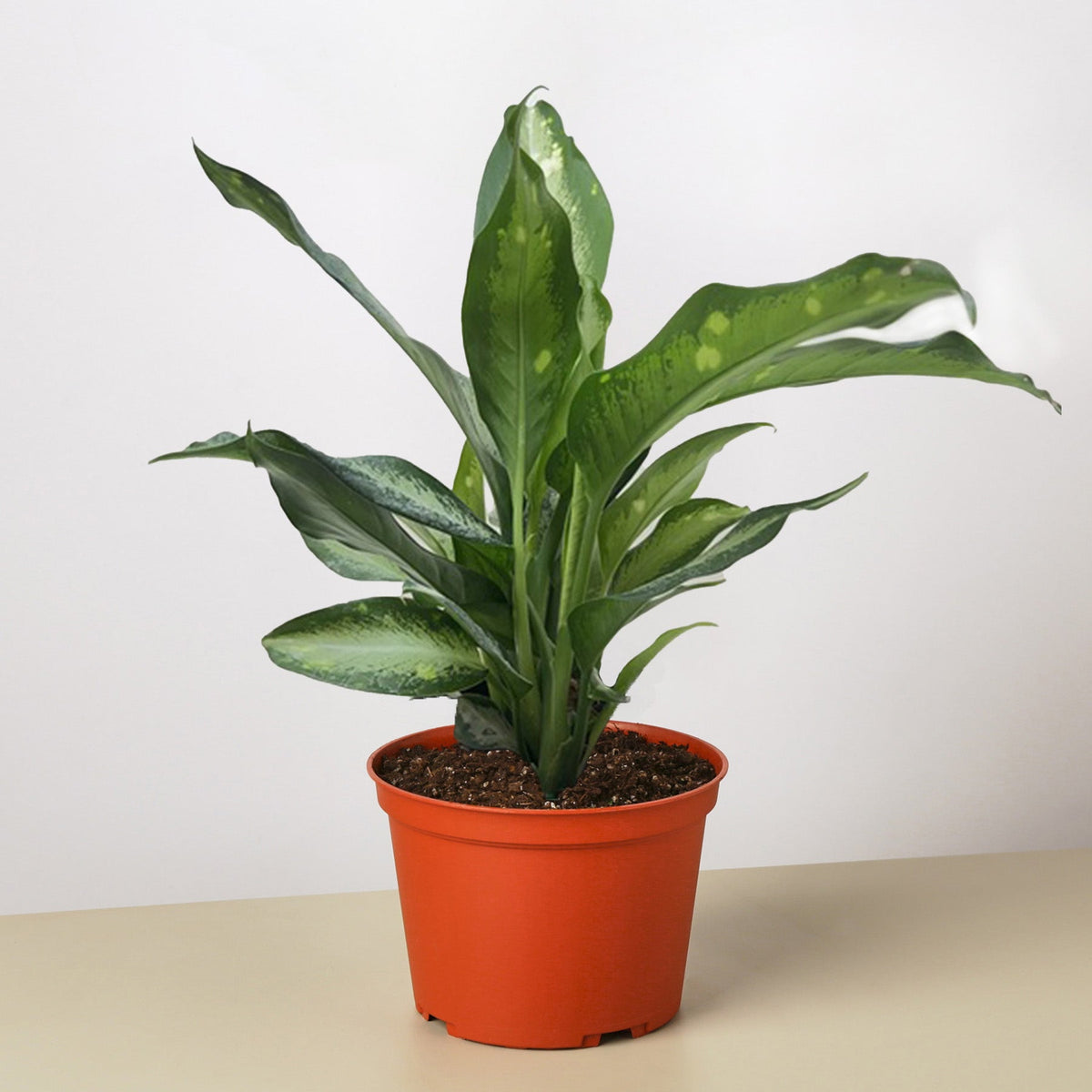 Dieffenbachia Panther indoor plant with green leaves in orange pot on white background on Tampa Home & Garden Store