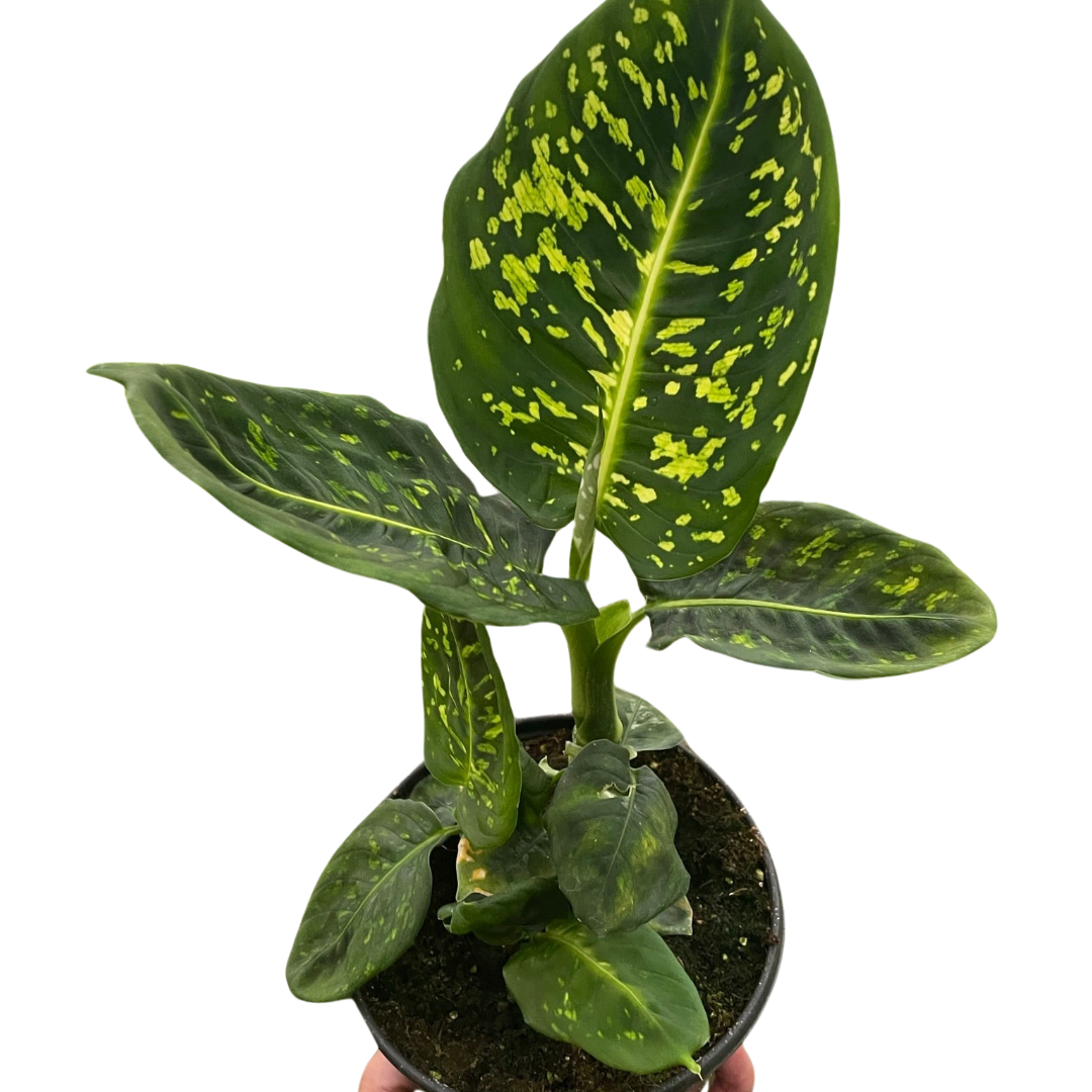 Dieffenbachia Reflector Plant for Indoor Decor