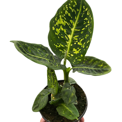 Dieffenbachia Reflector Plant for Indoor Decor