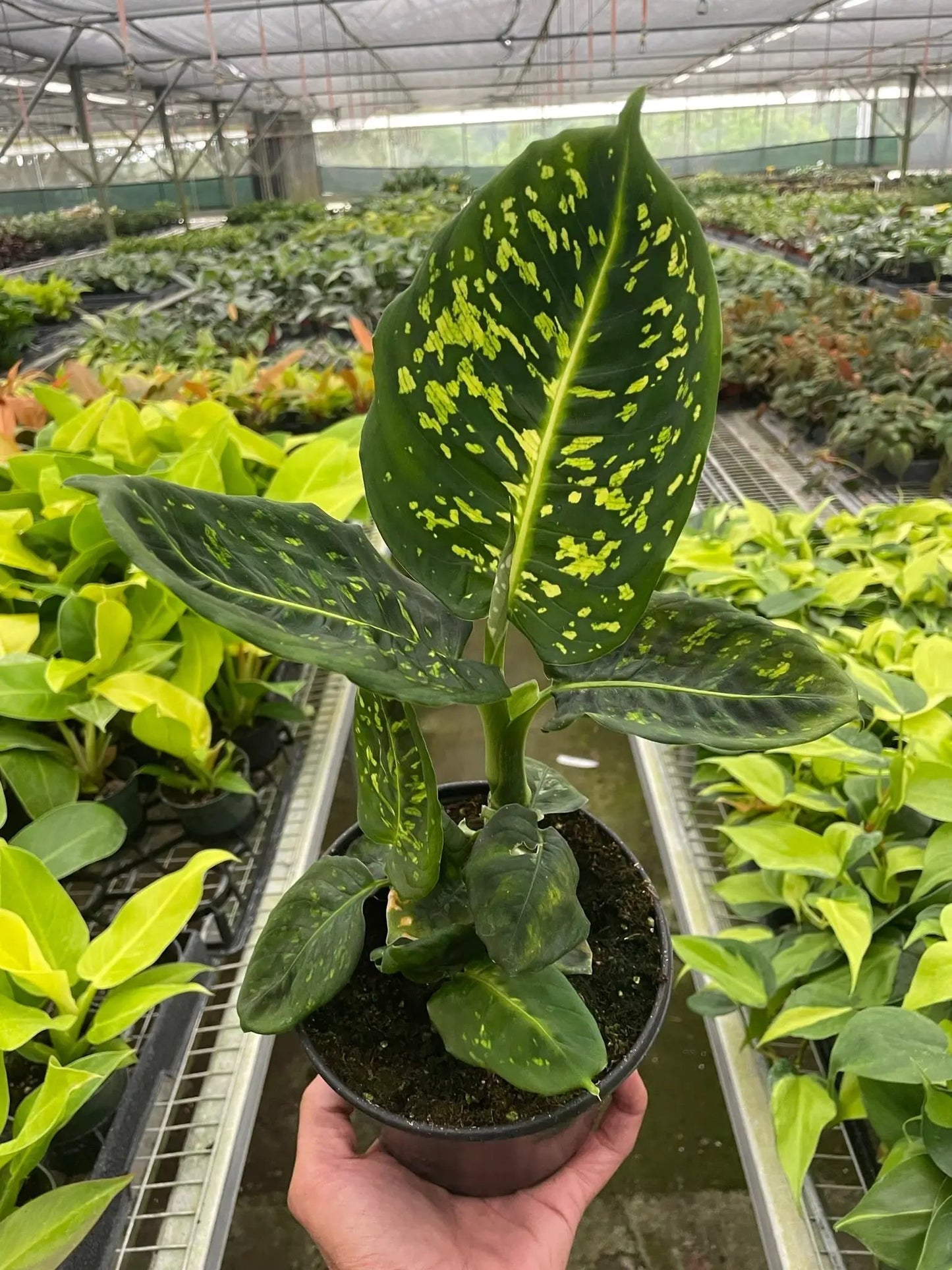 Dieffenbachia Reflector Plant for Indoor Decor