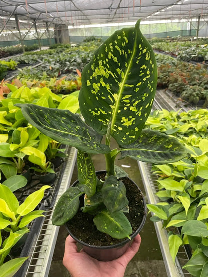 Dieffenbachia Reflector Plant for Indoor Decor