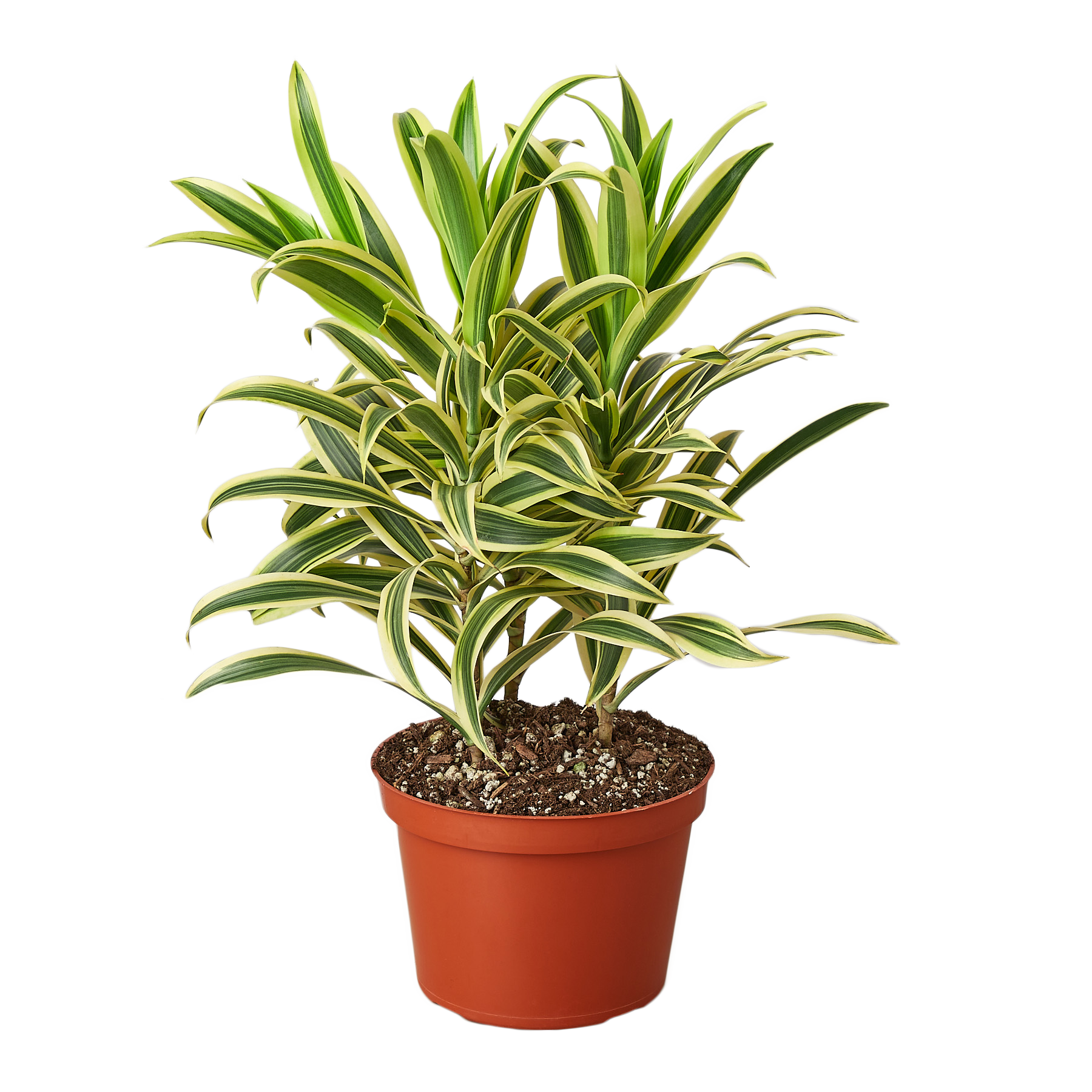 Dracaena Song of India in a 6in nursery pot with green cream leaves Rooted Treasures Farms on Tampa Home & Garden Store