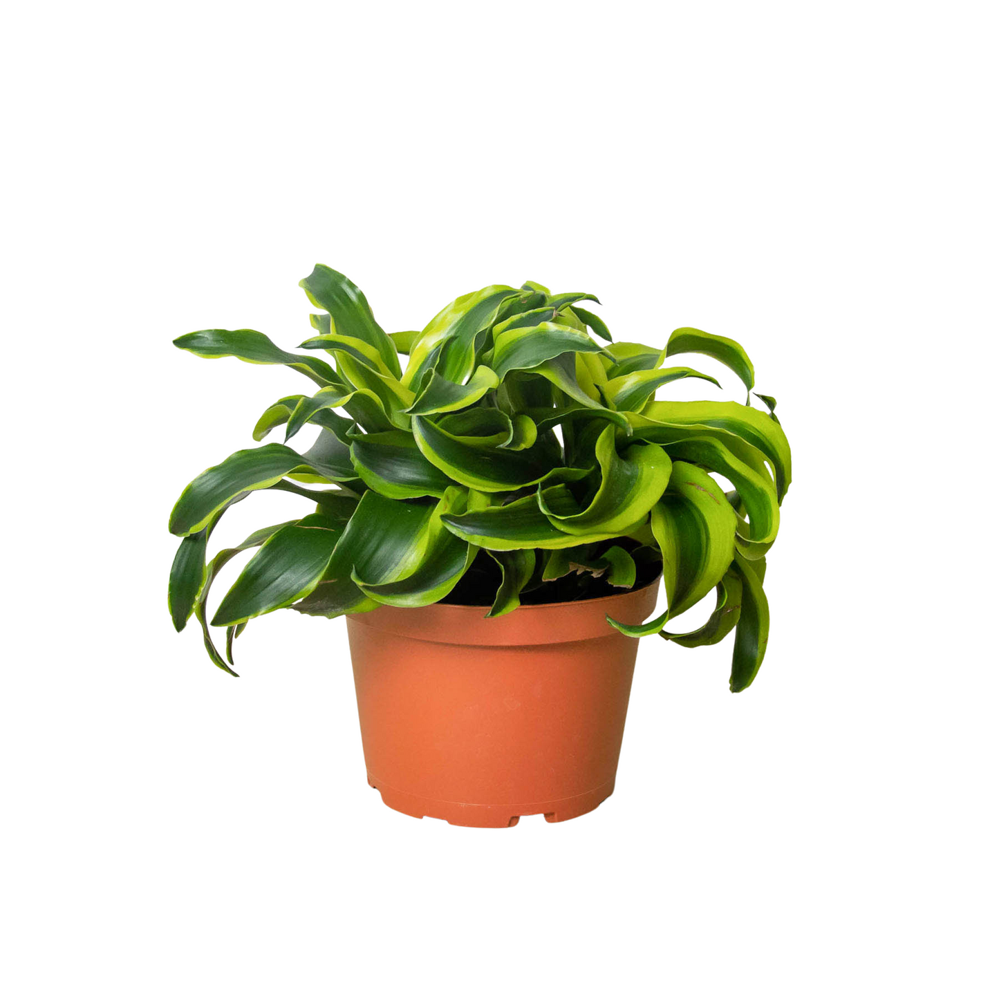 Dracaena Tornado 4-inch plant in pot with green leaves Rooted Treasures Farms on Tampa Home & Garden Store