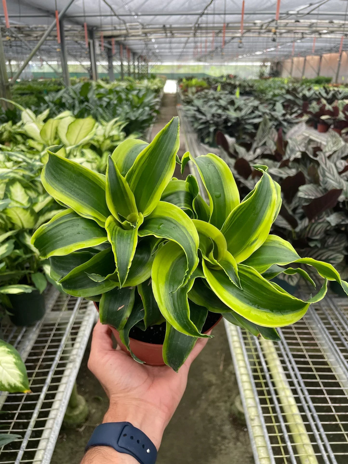 Dracaena Tornado 4-inch plant with lime-edged variegated leaves Rooted Treasures Farms on Tampa Home & Garden Store