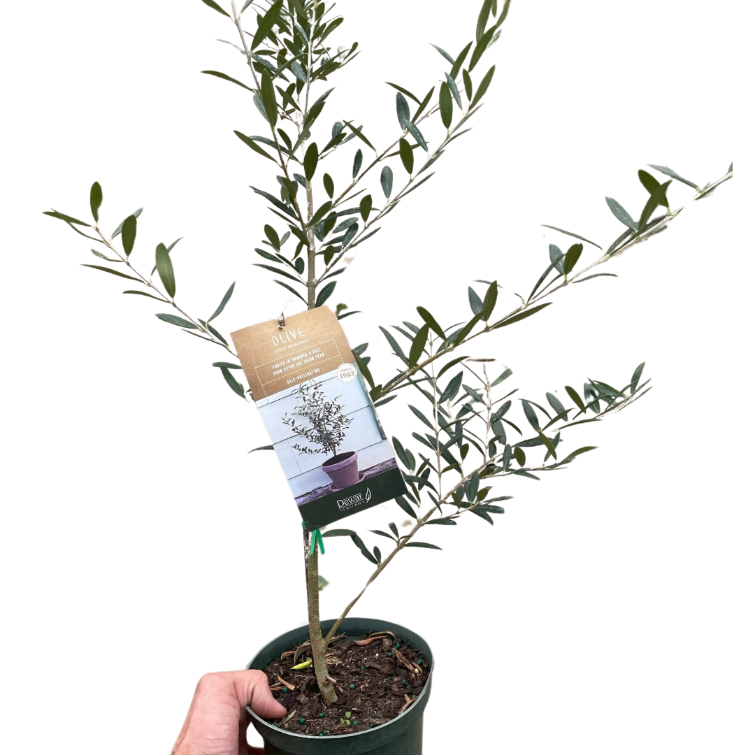 Common Olive Tree indoor plant from House Plant Shop, green olive leaves in a green pot on Tampa Home & Garden Store
