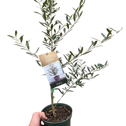Common Olive Tree indoor plant from House Plant Shop, green olive leaves in a green pot on Tampa Home & Garden Store
