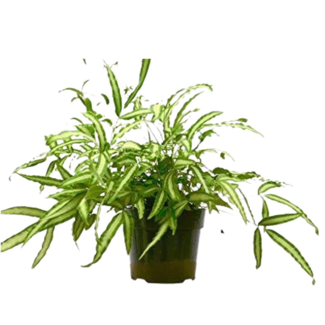Pteris Cretica Albo Fern 6-in pot with variegated fronds on Tampa Home & Garden Store