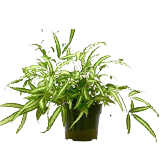 Pteris Cretica Albo Fern 6-in pot with variegated fronds on Tampa Home & Garden Store