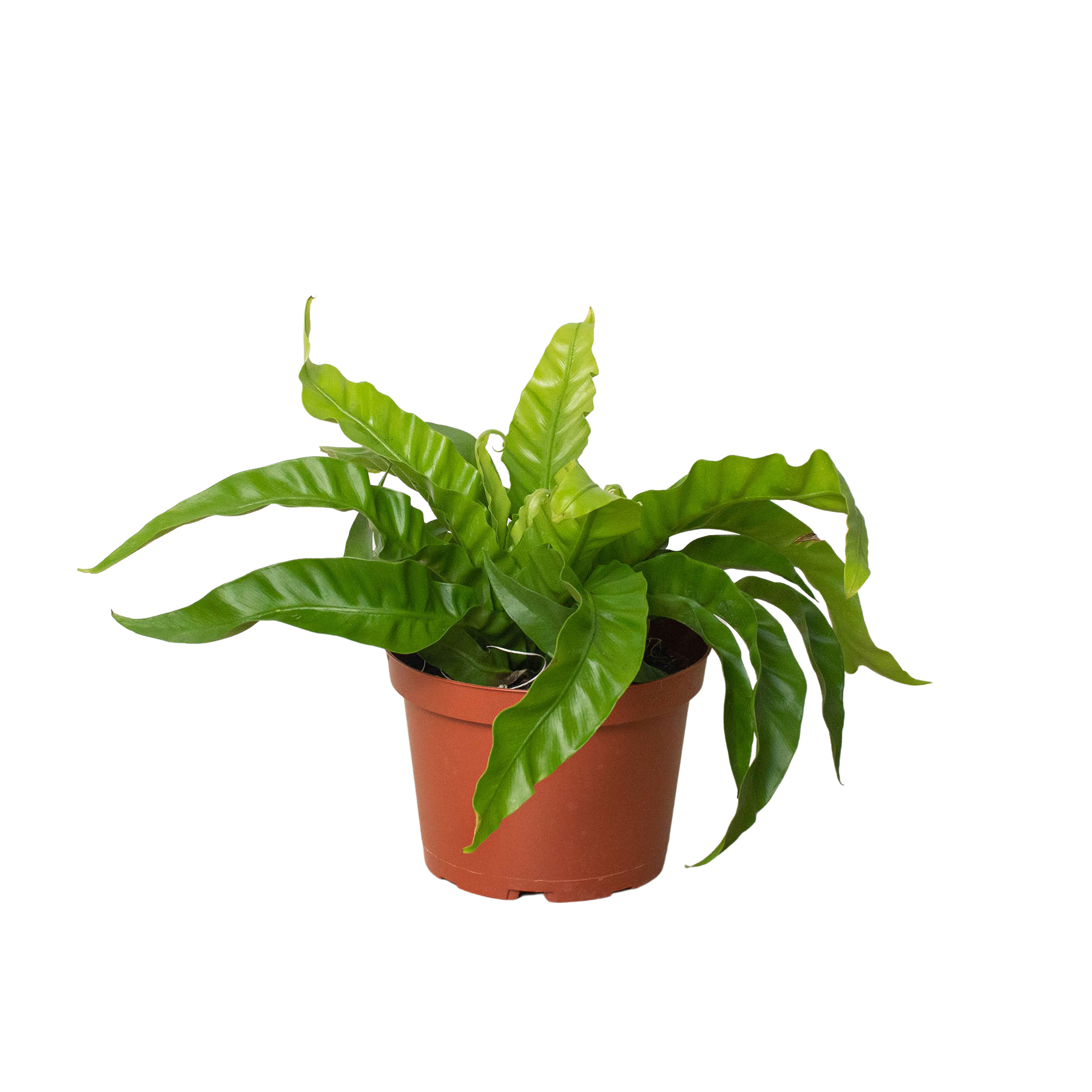 Fern Bird's Nest Hurricane indoor plant in a terracotta pot, vibrant green fronds Rooted Treasures Farms on Tampa Home & Garden Store