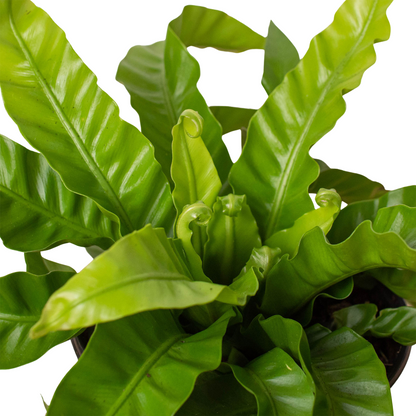 Fern Bird's Nest Hurricane indoor plant with glossy green leaves by Rooted Treasures Farms on Tampa Home & Garden Store