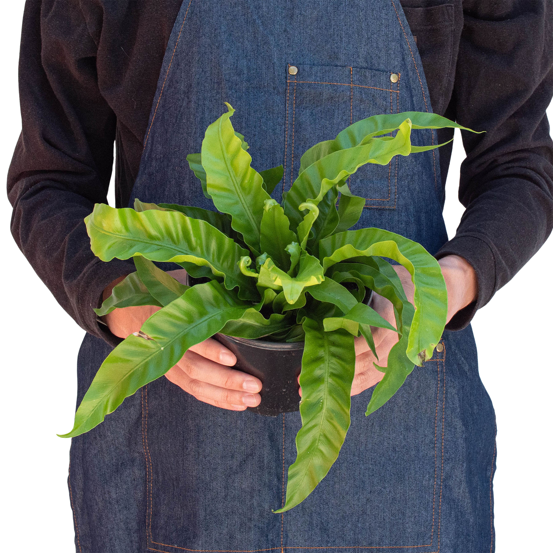 Fern Bird's Nest Hurricane indoor plant in pot with bright green fronds Rooted Treasures Farms on Tampa Home & Garden Store