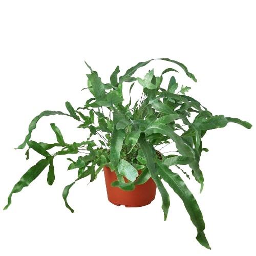Fern Blue Star indoor plant from Rooted Treasures Farms in a small orange pot on Tampa Home & Garden Store