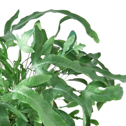 Fern Blue Star indoor plant by Rooted Treasures Farms with glossy green fronds on Tampa Home & Garden Store