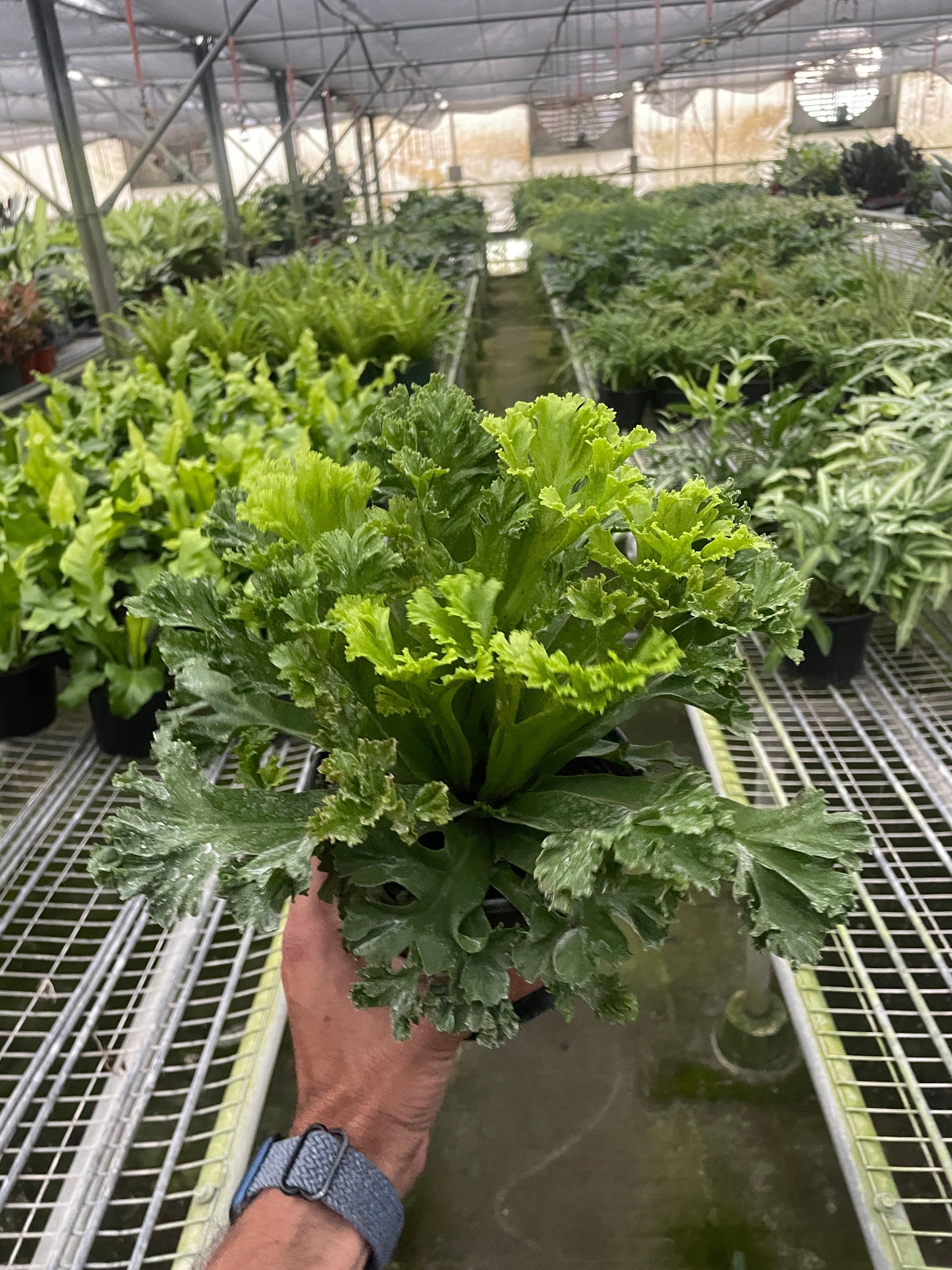 Bird’s Nest Leslie Fern indoor plant by Rooted Treasures Farms, bright lime-green fronds on Tampa Home & Garden Store