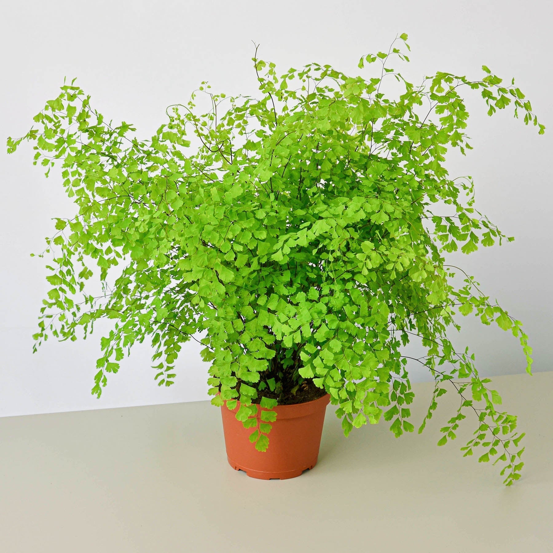 Maidenhair Fern indoor plant in a terracotta pot with bright green fronds Rooted Treasures Farms on Tampa Home & Garden Store
