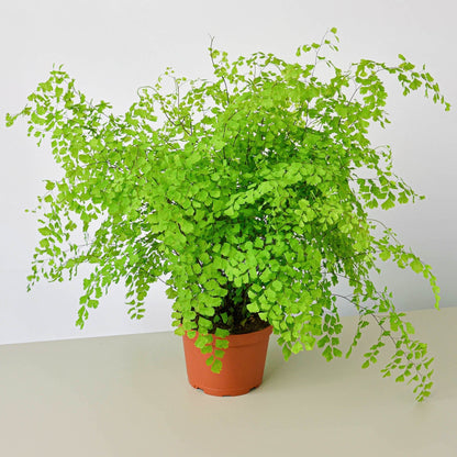 Maidenhair Fern indoor plant in a terracotta pot with bright green fronds Rooted Treasures Farms on Tampa Home & Garden Store