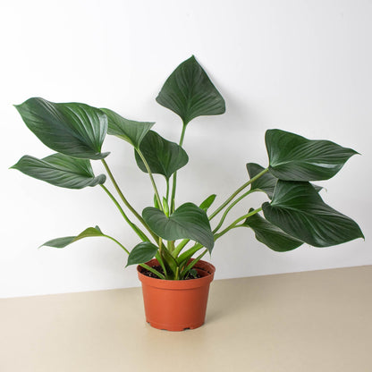 Homalomena Emerald Gem indoor plant with glossy green leaves in a terracotta pot on Tampa Home & Garden Store