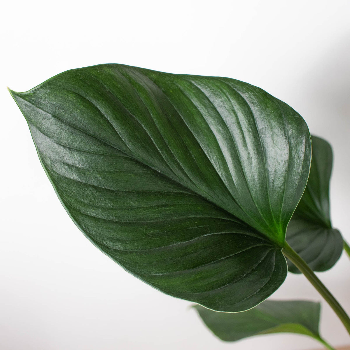 Homalomena Emerald Gem leaf close-up; glossy dark-green foliage, indoor plant House Plant Shop on Tampa Home & Garden Store