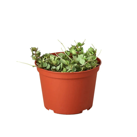 Hoya Curtisii trailing houseplant in red pot with tiny round green leaves by House Plant Shop on Tampa Home & Garden Store